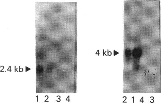 https://cdn.ncbi.nlm.nih.gov/pmc/blobs/de89/1150039/6c478fb7a3d1/biochemj00162-0242-a.jpg