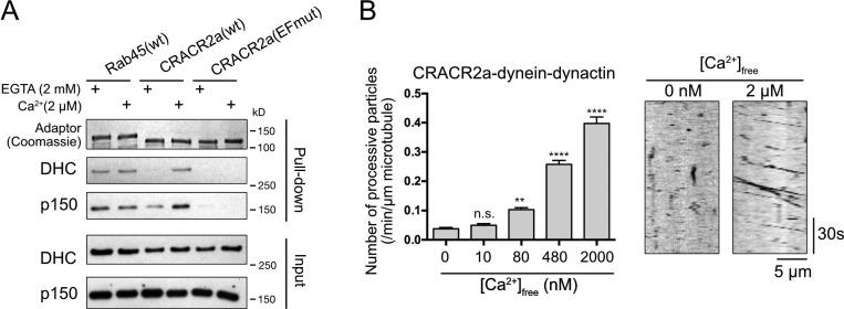 https://cdn.ncbi.nlm.nih.gov/pmc/blobs/de89/6504896/7959db995f3b/JCB_201806097_Fig2.jpg