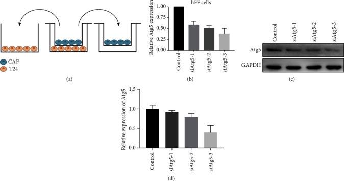 https://cdn.ncbi.nlm.nih.gov/pmc/blobs/de89/8169272/777eb261c0a3/DM2021-6645220.001.jpg