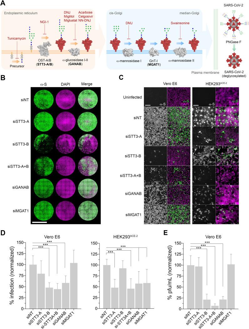 https://cdn.ncbi.nlm.nih.gov/pmc/blobs/de8c/8844921/554f866c066c/mbio.03718-21-f001.jpg