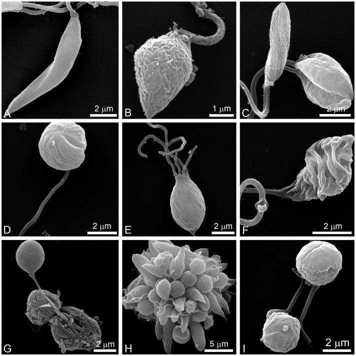 https://cdn.ncbi.nlm.nih.gov/pmc/blobs/de8d/3871555/31f8b412a91d/pone.0083247.g003.jpg