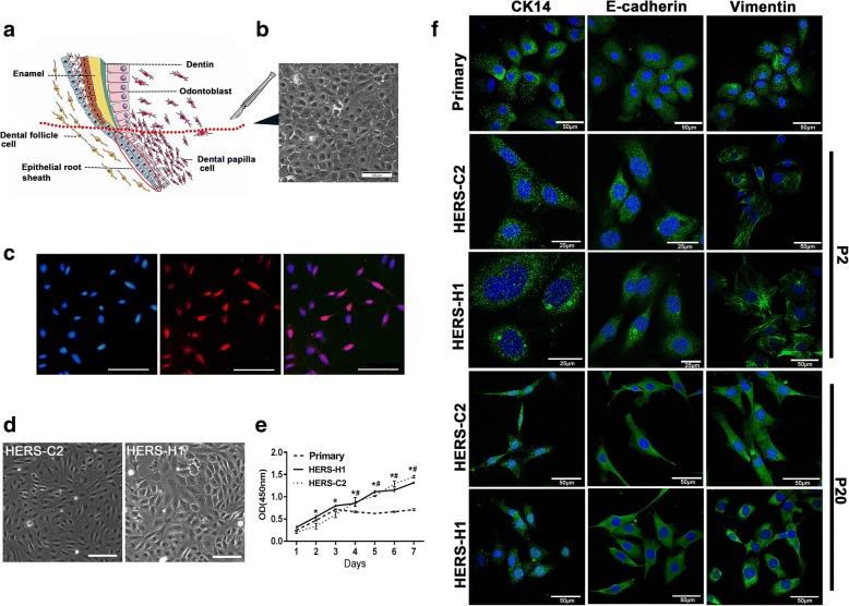 https://cdn.ncbi.nlm.nih.gov/pmc/blobs/de8e/6319004/863f06b957f2/13287_2018_1106_Fig1_HTML.jpg