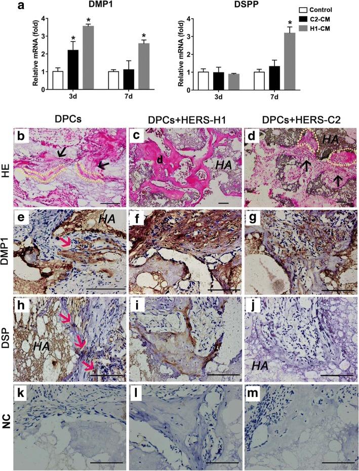 https://cdn.ncbi.nlm.nih.gov/pmc/blobs/de8e/6319004/9c086e47184b/13287_2018_1106_Fig5_HTML.jpg