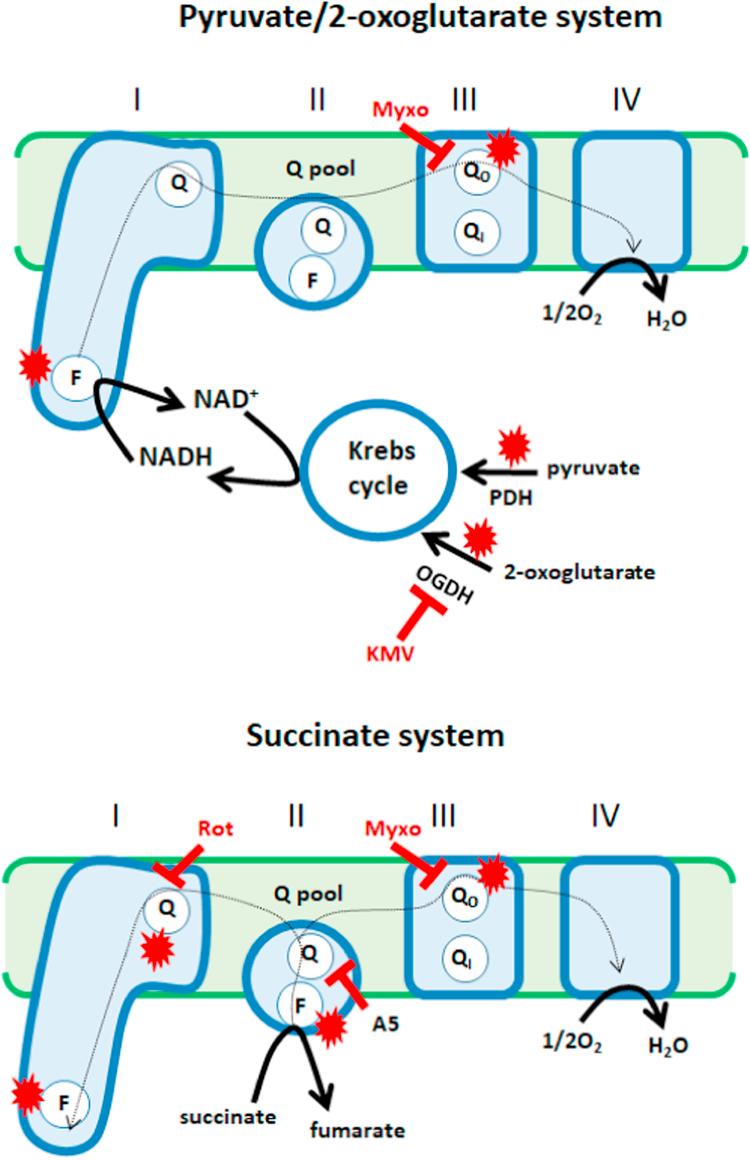 https://cdn.ncbi.nlm.nih.gov/pmc/blobs/de92/5773472/b3b82f4bd38d/gr1.jpg