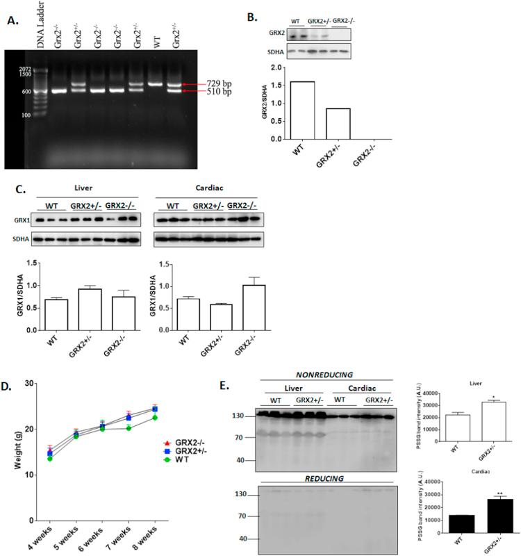 https://cdn.ncbi.nlm.nih.gov/pmc/blobs/de92/5773472/dd67a4137c1a/gr2.jpg
