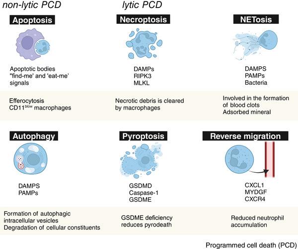 https://cdn.ncbi.nlm.nih.gov/pmc/blobs/de93/12010766/fc796774150d/MCO2-6-e70184-g005.jpg