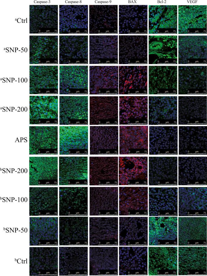 https://cdn.ncbi.nlm.nih.gov/pmc/blobs/de95/8419178/3d87d6bc04c4/JCMM-25-8338-g006.jpg