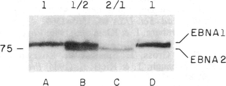 https://cdn.ncbi.nlm.nih.gov/pmc/blobs/de96/392202/15c18c514a95/pnas00624-0374-b.jpg