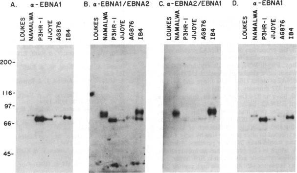https://cdn.ncbi.nlm.nih.gov/pmc/blobs/de96/392202/574f42af39f7/pnas00624-0374-a.jpg