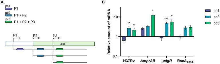 https://cdn.ncbi.nlm.nih.gov/pmc/blobs/de9b/11173970/8f9215099e75/fmicb-15-1407500-g004.jpg