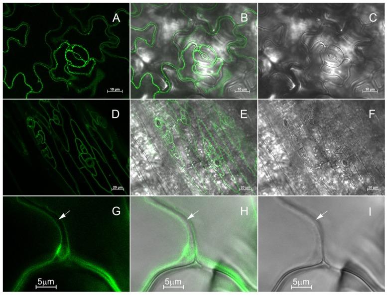 https://cdn.ncbi.nlm.nih.gov/pmc/blobs/de9b/3495302/5e3f8cd795d9/fpls-03-00251-g004.jpg