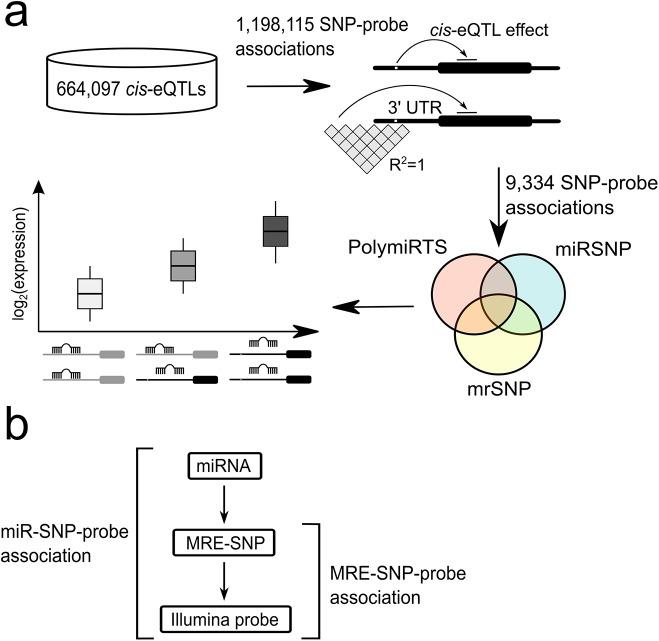 https://cdn.ncbi.nlm.nih.gov/pmc/blobs/de9e/4619707/6093e15e7ba8/pone.0141351.g001.jpg