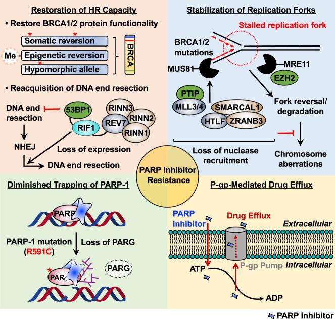 https://cdn.ncbi.nlm.nih.gov/pmc/blobs/dea3/8080675/58d5bc01b6e0/12276_2021_557_Fig3_HTML.jpg