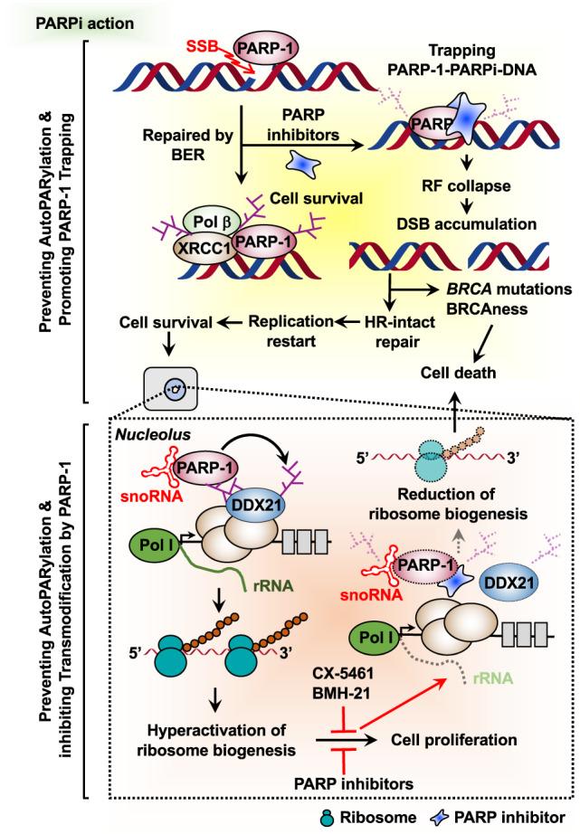 https://cdn.ncbi.nlm.nih.gov/pmc/blobs/dea3/8080675/ad4a08679d66/12276_2021_557_Fig2_HTML.jpg