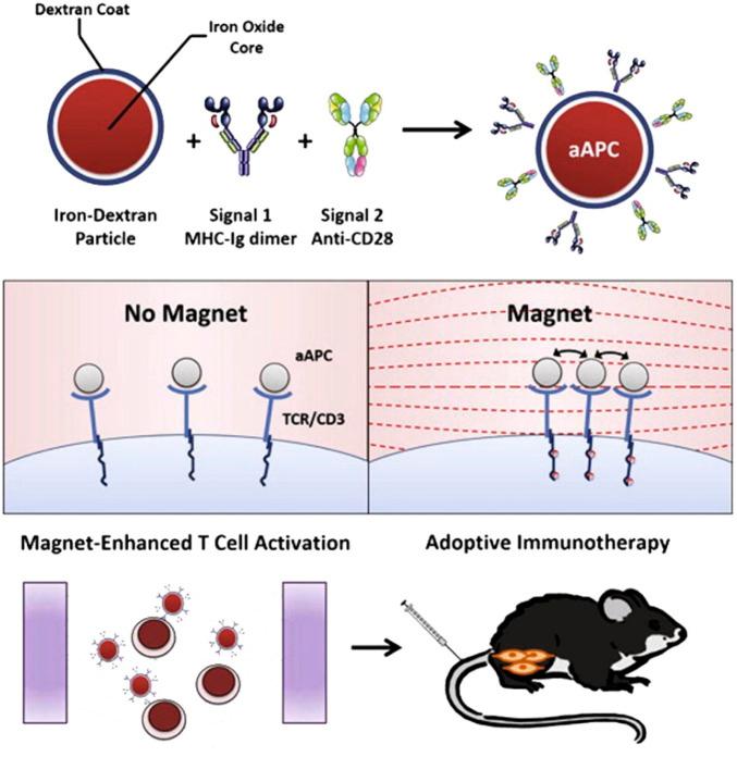 https://cdn.ncbi.nlm.nih.gov/pmc/blobs/dea4/11269265/91d95f1c6a98/fbioe-12-1436297-g008.jpg