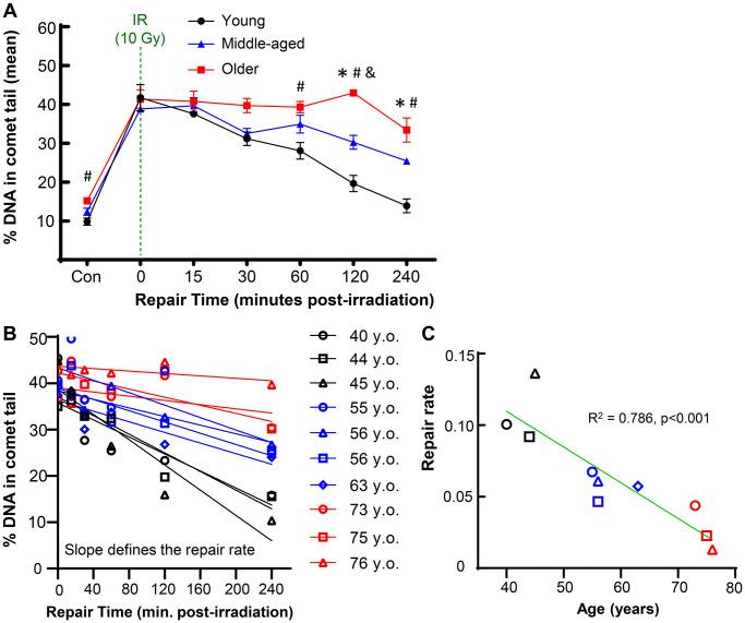 https://cdn.ncbi.nlm.nih.gov/pmc/blobs/dea5/10756124/718472988147/aging-15-205394-g002.jpg