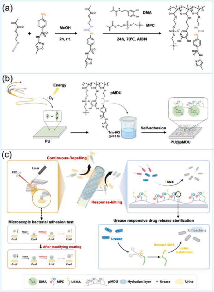 https://cdn.ncbi.nlm.nih.gov/pmc/blobs/dea5/12391287/4825b1c80a41/gr12.jpg