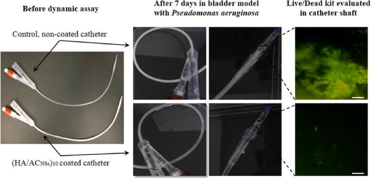 https://cdn.ncbi.nlm.nih.gov/pmc/blobs/dea5/12391287/815fc4300a87/gr15.jpg