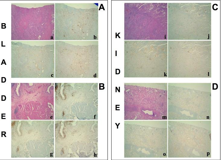 https://cdn.ncbi.nlm.nih.gov/pmc/blobs/dea7/4872724/777de985833f/oncotarget-07-6424-g003.jpg