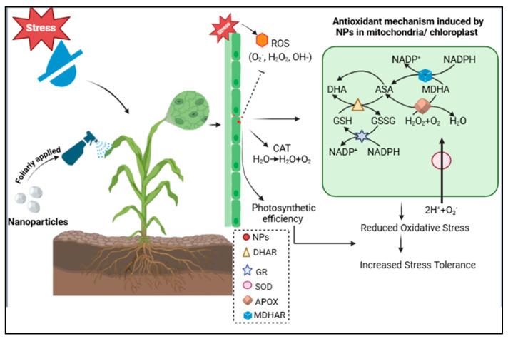 https://cdn.ncbi.nlm.nih.gov/pmc/blobs/dea8/11991172/726150989993/plants-14-01075-g011.jpg
