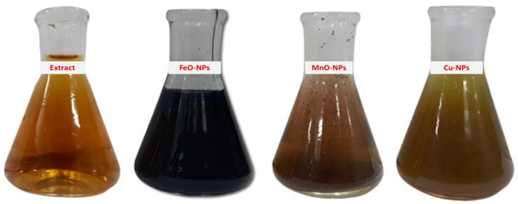 https://cdn.ncbi.nlm.nih.gov/pmc/blobs/dea8/11991172/b0546c51f92e/plants-14-01075-g001.jpg