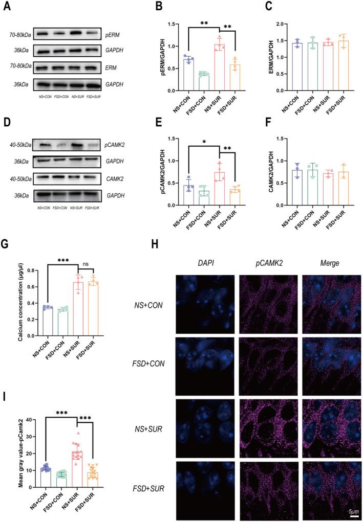 https://cdn.ncbi.nlm.nih.gov/pmc/blobs/dea9/11532233/7c216025e1a1/CNS-30-e70098-g002.jpg