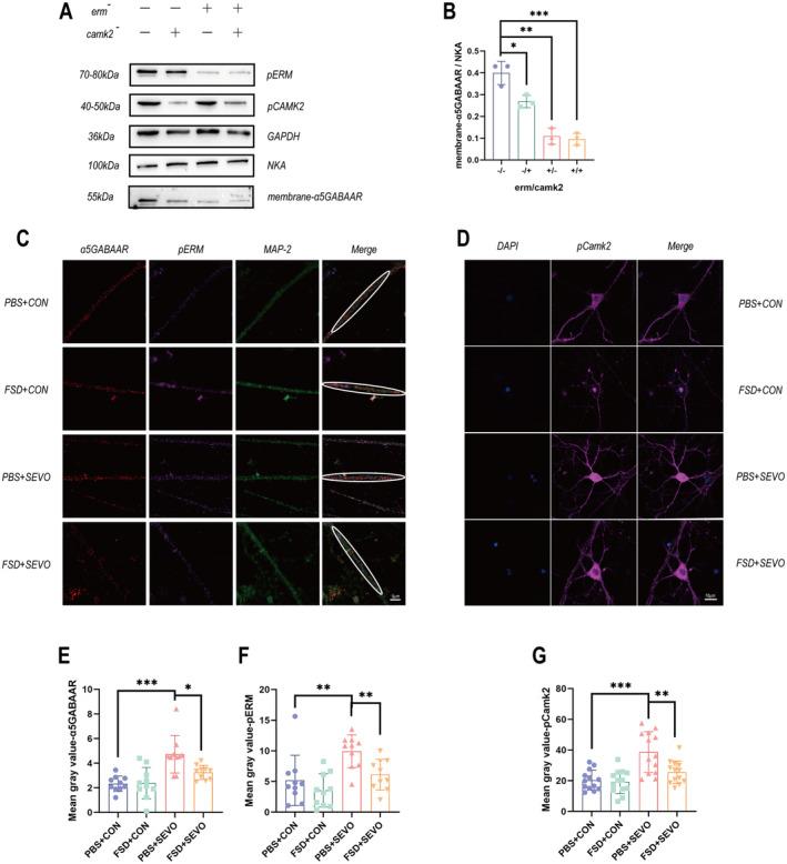 https://cdn.ncbi.nlm.nih.gov/pmc/blobs/dea9/11532233/b065e6454b40/CNS-30-e70098-g004.jpg
