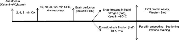 https://cdn.ncbi.nlm.nih.gov/pmc/blobs/deb1/5089632/53e65169c0cc/EJN-44-1987-g001.jpg