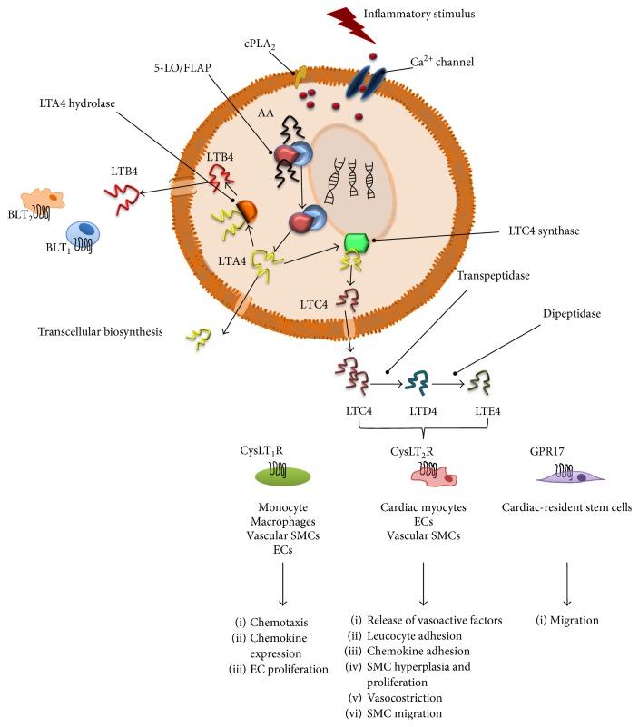 https://cdn.ncbi.nlm.nih.gov/pmc/blobs/deb1/5592403/cf1a7b58fcc2/MI2017-2432958.001.jpg