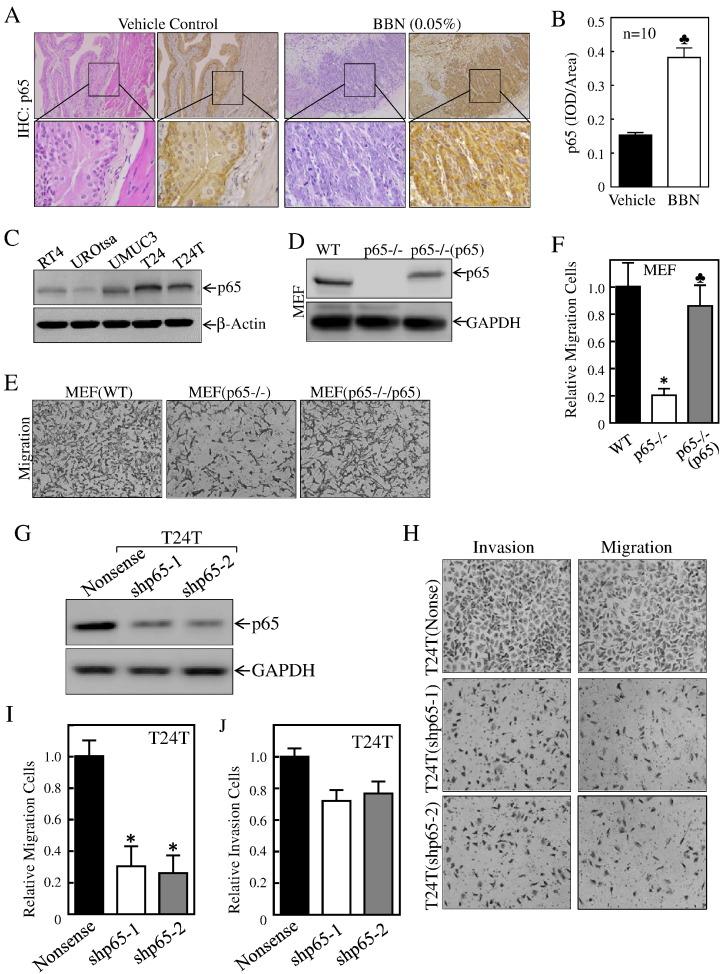 https://cdn.ncbi.nlm.nih.gov/pmc/blobs/deb3/5540704/548971ecd7d3/gr1.jpg