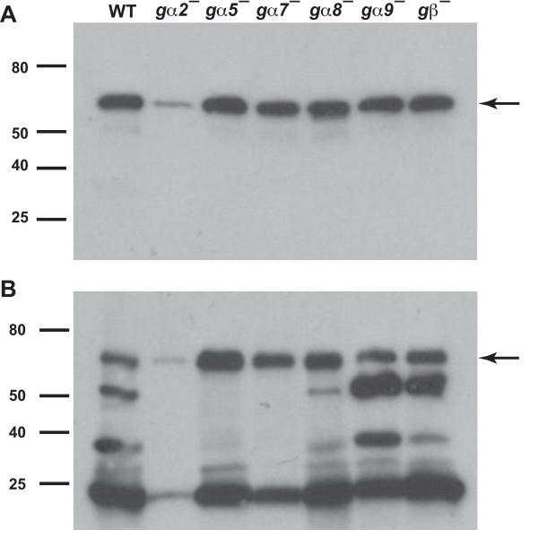 https://cdn.ncbi.nlm.nih.gov/pmc/blobs/deb6/2726123/afcfdd225c74/1741-7007-7-44-3.jpg