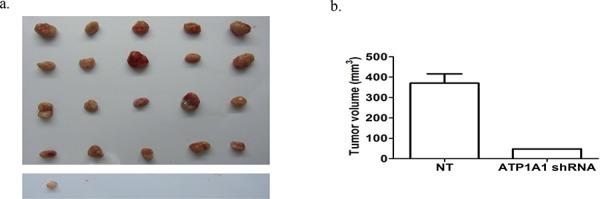 https://cdn.ncbi.nlm.nih.gov/pmc/blobs/deb6/4695053/6fbb8ea12033/oncotarget-06-28183-g005.jpg