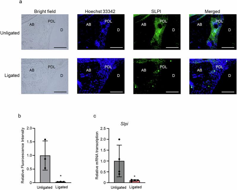 https://cdn.ncbi.nlm.nih.gov/pmc/blobs/deb9/12084318/29a985b8e380/42003_2025_8197_Fig1_HTML.jpg