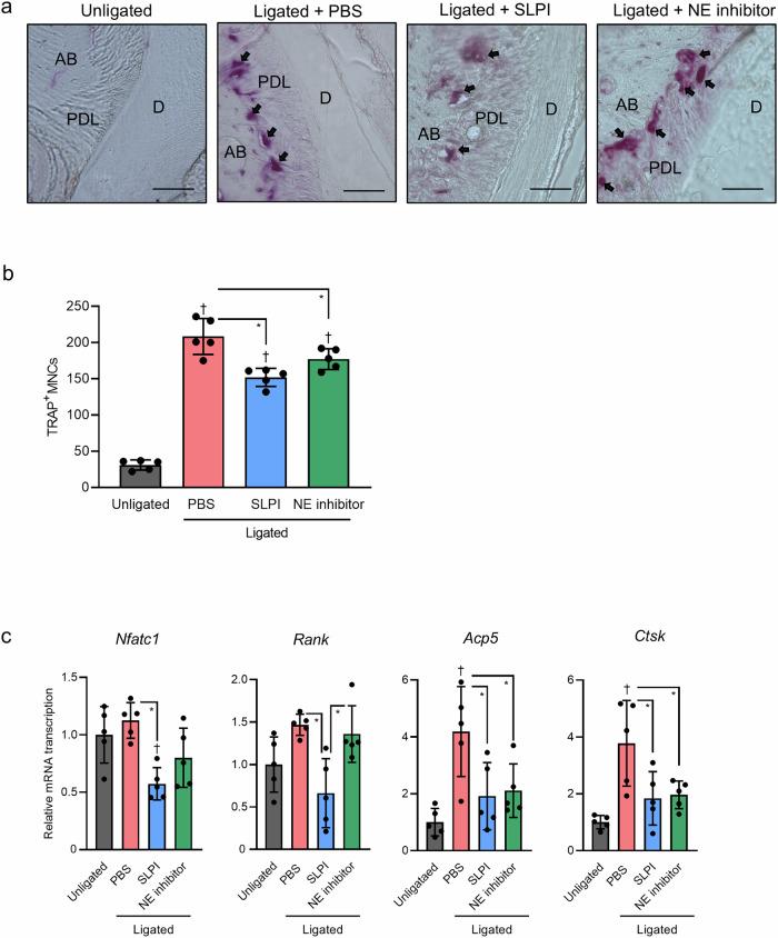 https://cdn.ncbi.nlm.nih.gov/pmc/blobs/deb9/12084318/6bbe186b67e9/42003_2025_8197_Fig4_HTML.jpg