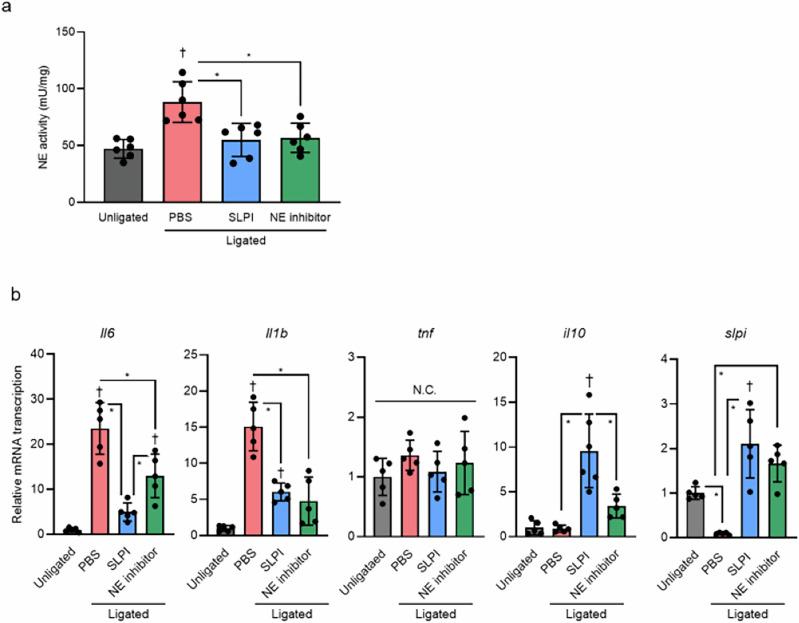 https://cdn.ncbi.nlm.nih.gov/pmc/blobs/deb9/12084318/bc430f54a8dd/42003_2025_8197_Fig3_HTML.jpg