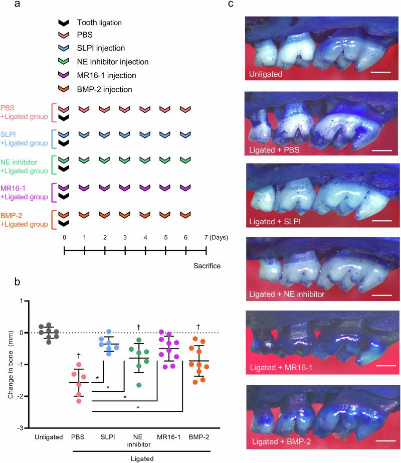 https://cdn.ncbi.nlm.nih.gov/pmc/blobs/deb9/12084318/def9b3063243/42003_2025_8197_Fig2_HTML.jpg