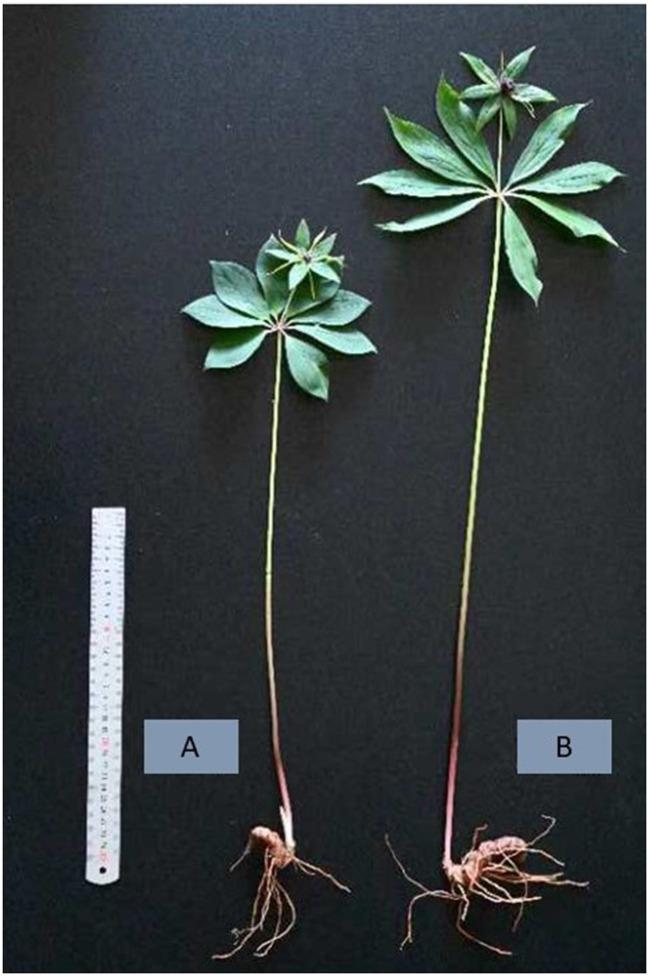 https://cdn.ncbi.nlm.nih.gov/pmc/blobs/deba/11518744/83d782da053b/fmicb-15-1400616-g0001.jpg