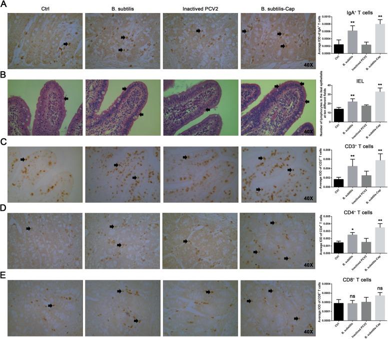 https://cdn.ncbi.nlm.nih.gov/pmc/blobs/debb/7014726/addd6ab4713b/12964_2020_514_Fig4_HTML.jpg