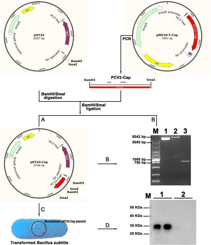 https://cdn.ncbi.nlm.nih.gov/pmc/blobs/debb/7014726/f0e3cc1e8a0d/12964_2020_514_Fig1_HTML.jpg