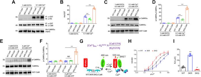 https://cdn.ncbi.nlm.nih.gov/pmc/blobs/debb/8383114/1e525e6325f4/gr4.jpg