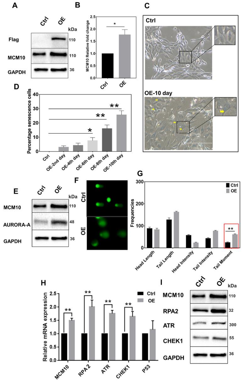 https://cdn.ncbi.nlm.nih.gov/pmc/blobs/dec7/9254470/83d6d363952c/ijbsv18p3827g004.jpg