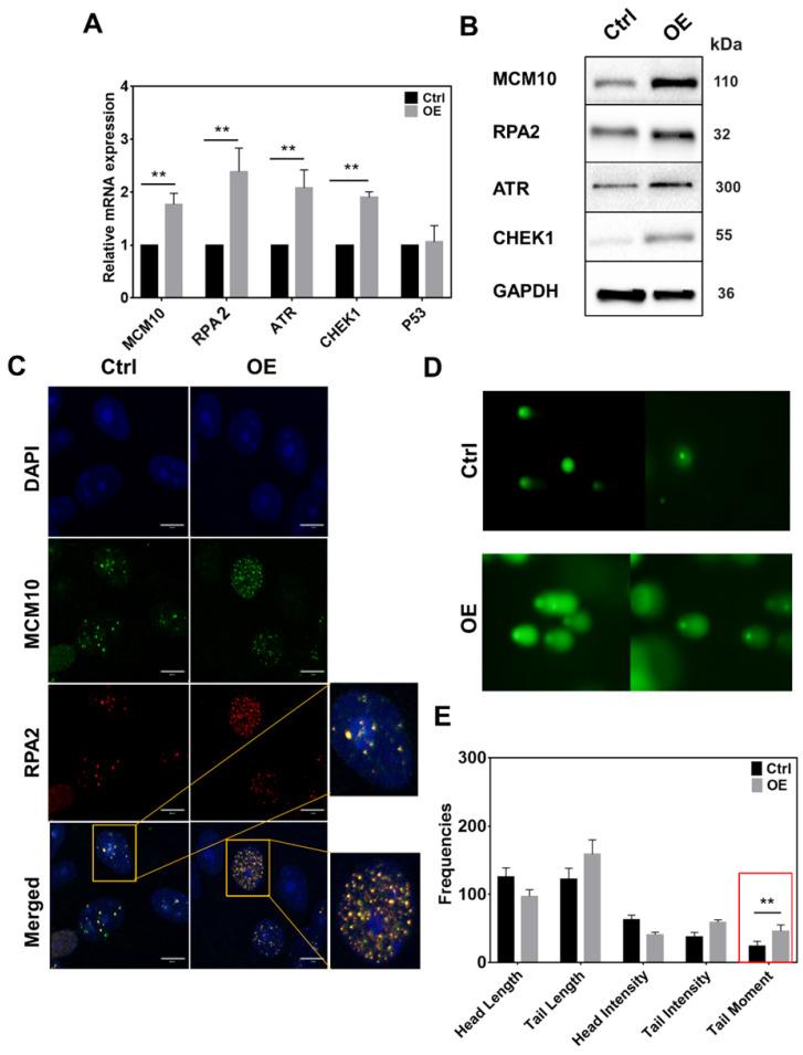 https://cdn.ncbi.nlm.nih.gov/pmc/blobs/dec7/9254470/9cbf4742b4c5/ijbsv18p3827g003.jpg