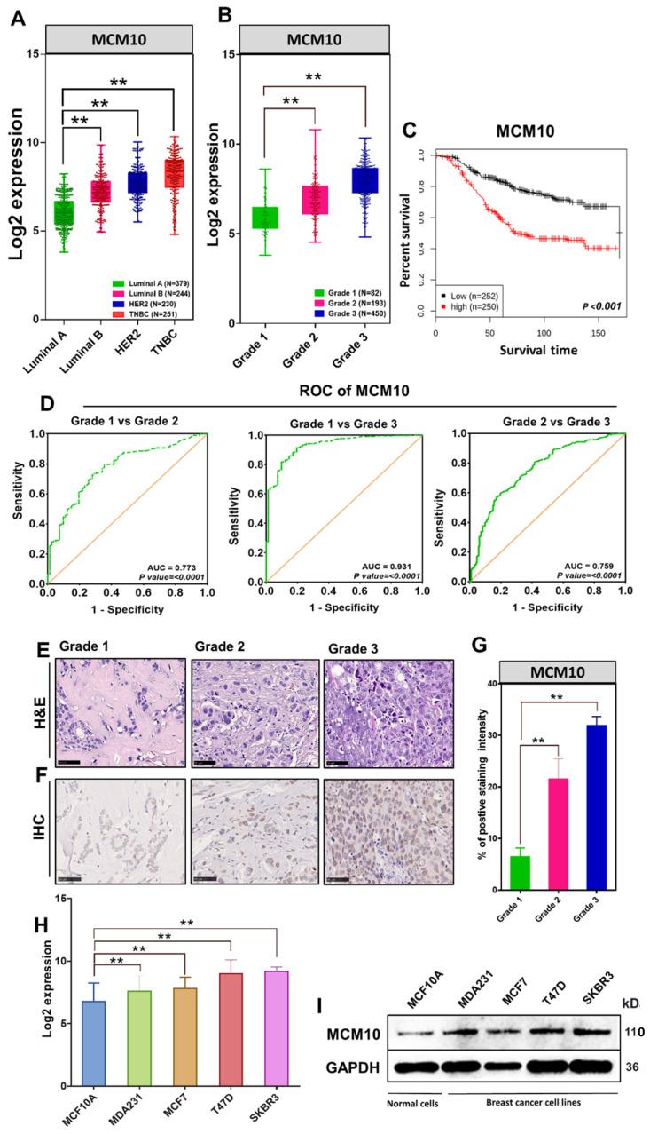 https://cdn.ncbi.nlm.nih.gov/pmc/blobs/dec7/9254470/ef02b67ad090/ijbsv18p3827g001.jpg