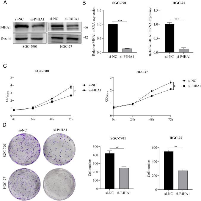 https://cdn.ncbi.nlm.nih.gov/pmc/blobs/deca/12009265/084a37ad1fee/12672_2025_2337_Fig4_HTML.jpg
