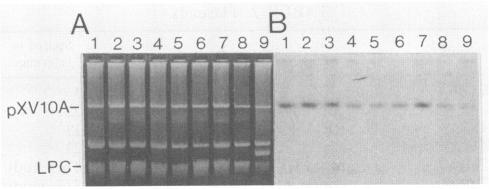 https://cdn.ncbi.nlm.nih.gov/pmc/blobs/decb/183593/098bbcbebfd5/aem00061-0338-a.jpg
