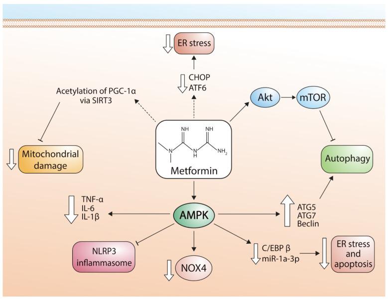 https://cdn.ncbi.nlm.nih.gov/pmc/blobs/decd/10459572/7c185b0fabd5/pharmaceuticals-16-01121-g002.jpg