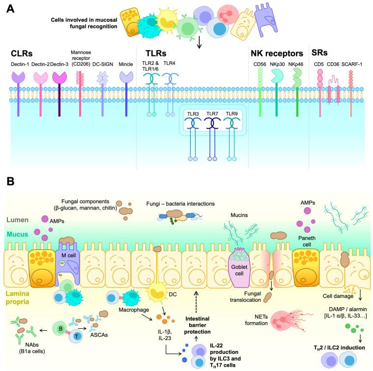 https://cdn.ncbi.nlm.nih.gov/pmc/blobs/decf/12347658/96d2def7fcda/ijms-26-07281-g001.jpg