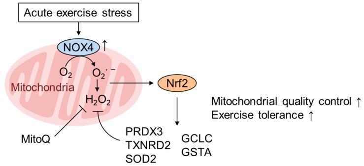 https://cdn.ncbi.nlm.nih.gov/pmc/blobs/ded0/7072240/12a1b320cd61/biomolecules-10-00320-g003.jpg