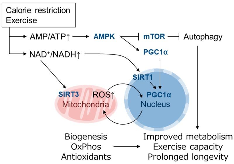 https://cdn.ncbi.nlm.nih.gov/pmc/blobs/ded0/7072240/7565f808c570/biomolecules-10-00320-g002.jpg