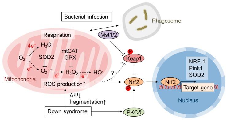 https://cdn.ncbi.nlm.nih.gov/pmc/blobs/ded0/7072240/8b3135453b5f/biomolecules-10-00320-g001.jpg